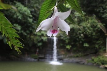 Cascada de Carpishoyacu
