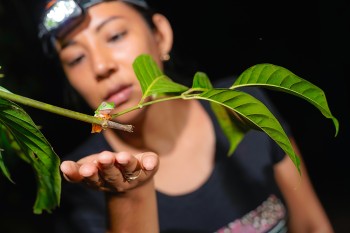 La selva de noche: Excursión nocturna
